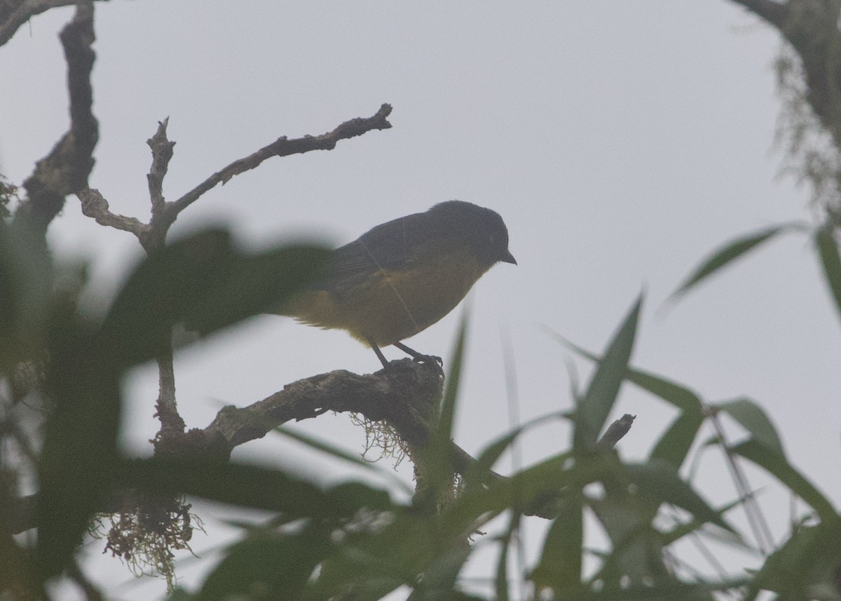 tåretanagar (lacrymosus) - ML644194812