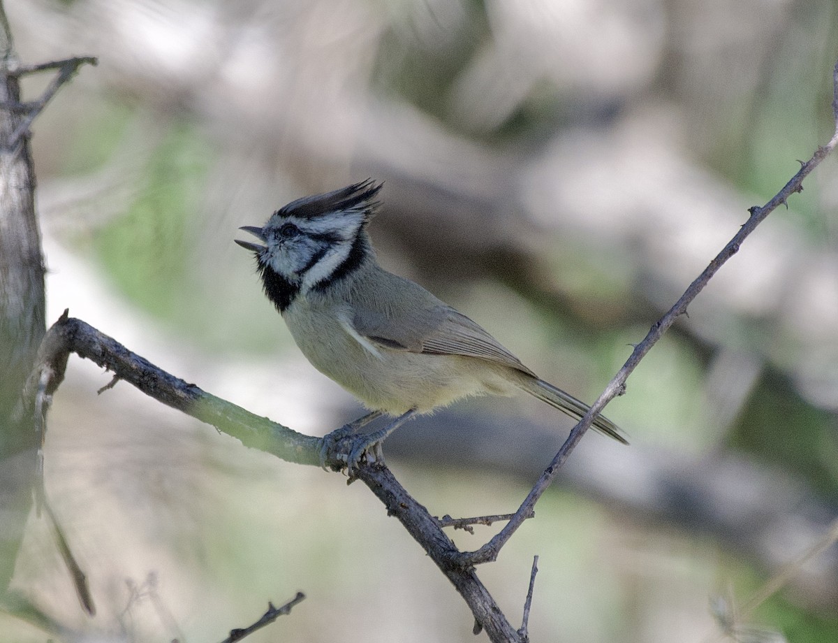 Mésange arlequin - ML644194813