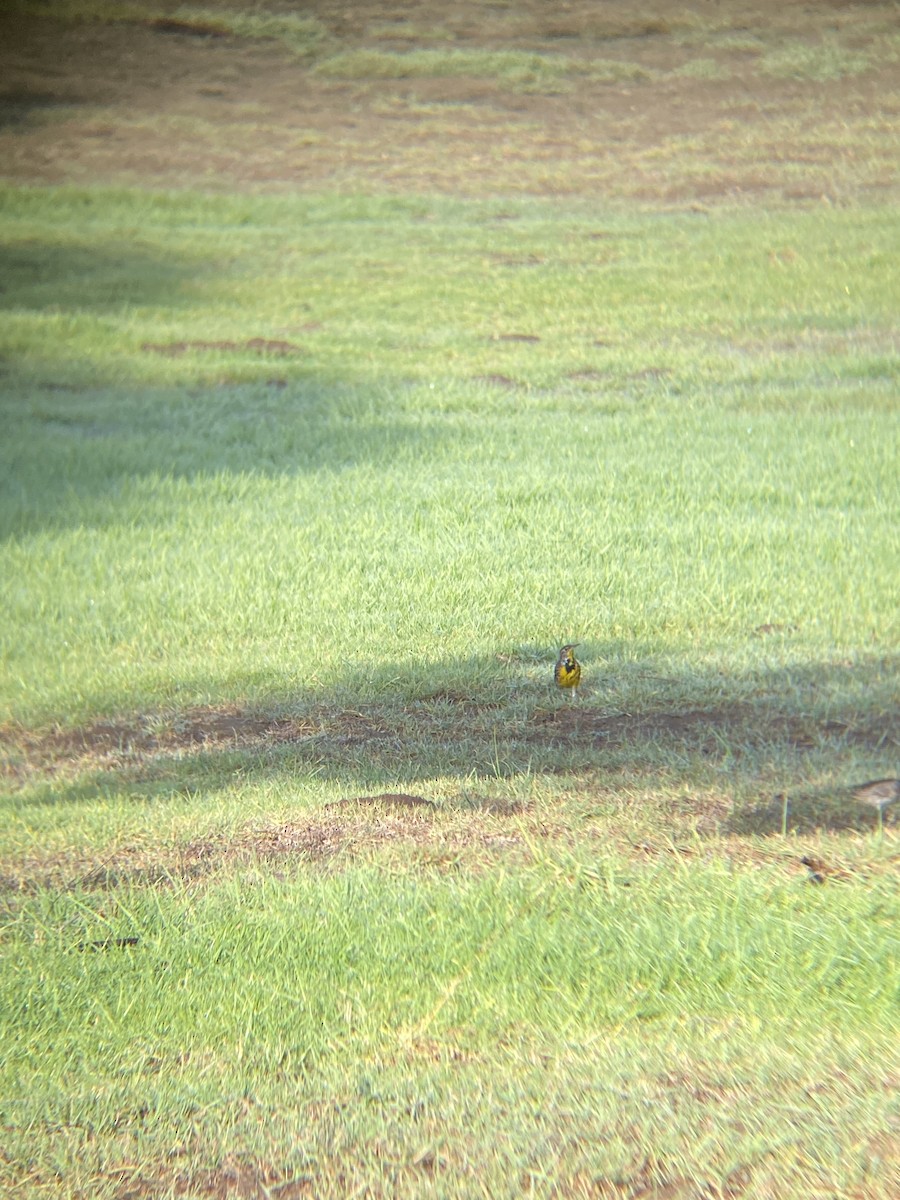 Western Meadowlark - ML644194820