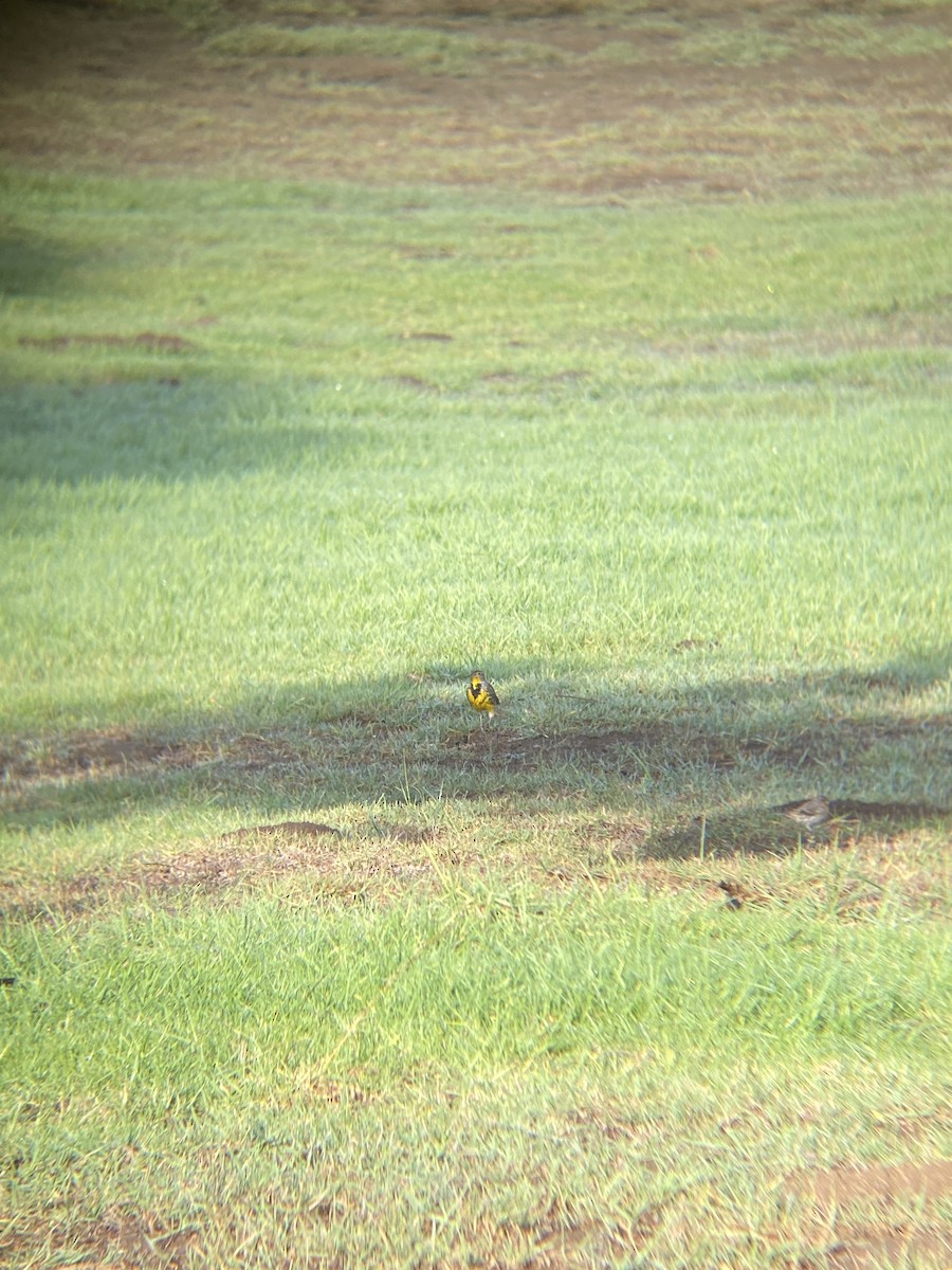 Western Meadowlark - ML644194821