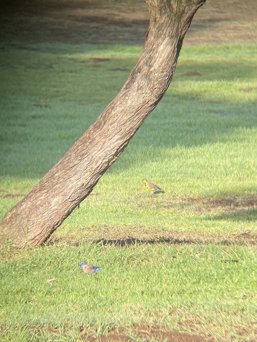 Western Meadowlark - ML644194822