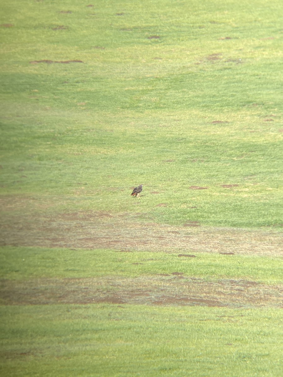 Red-tailed Hawk - ML644194827