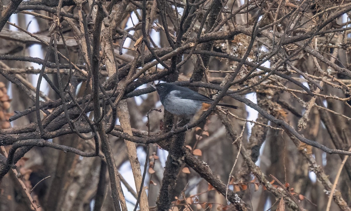 Gray-bellied Flowerpiercer - ML644194828
