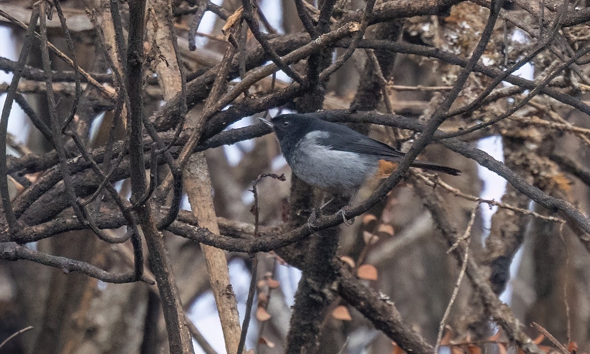 Gray-bellied Flowerpiercer - ML644194829