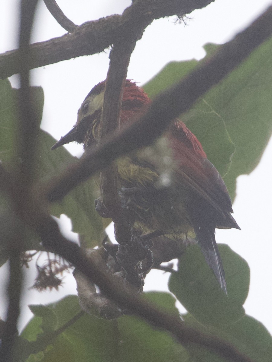 karnevalsspett (rivolii gr.) - ML644194831