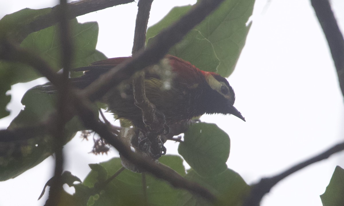 karnevalsspett (rivolii gr.) - ML644194832