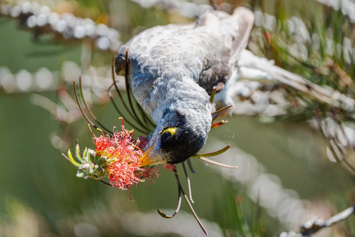 Noisy Miner - ML644194837