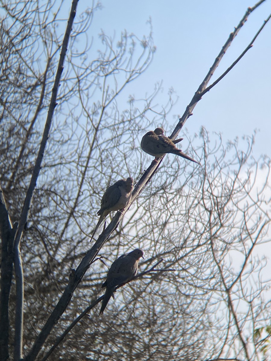 Mourning Dove - ML644194848