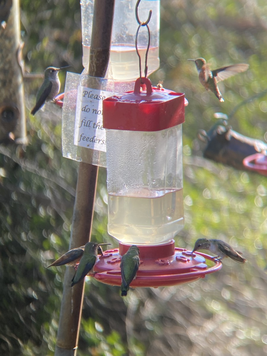 Anna's Hummingbird - ML644194857