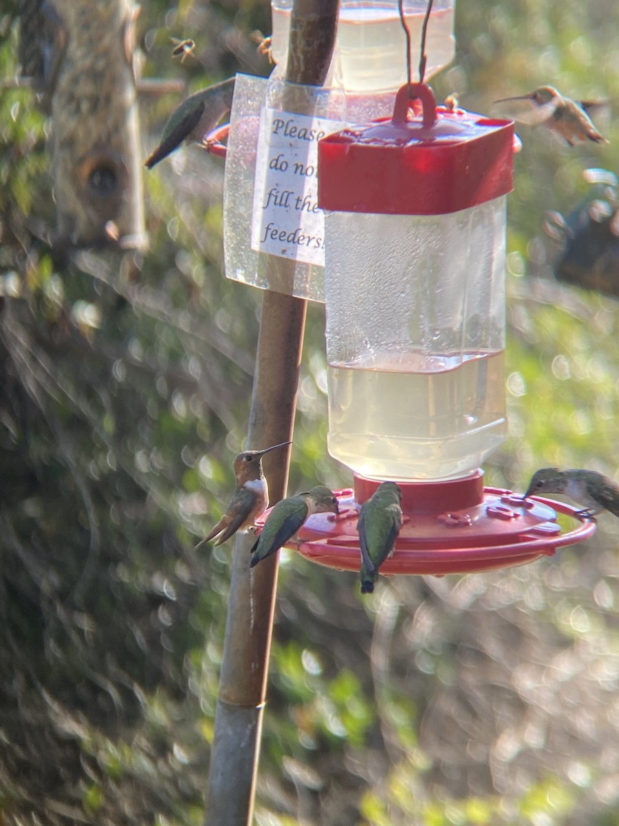 Allen's Hummingbird - ML644194865