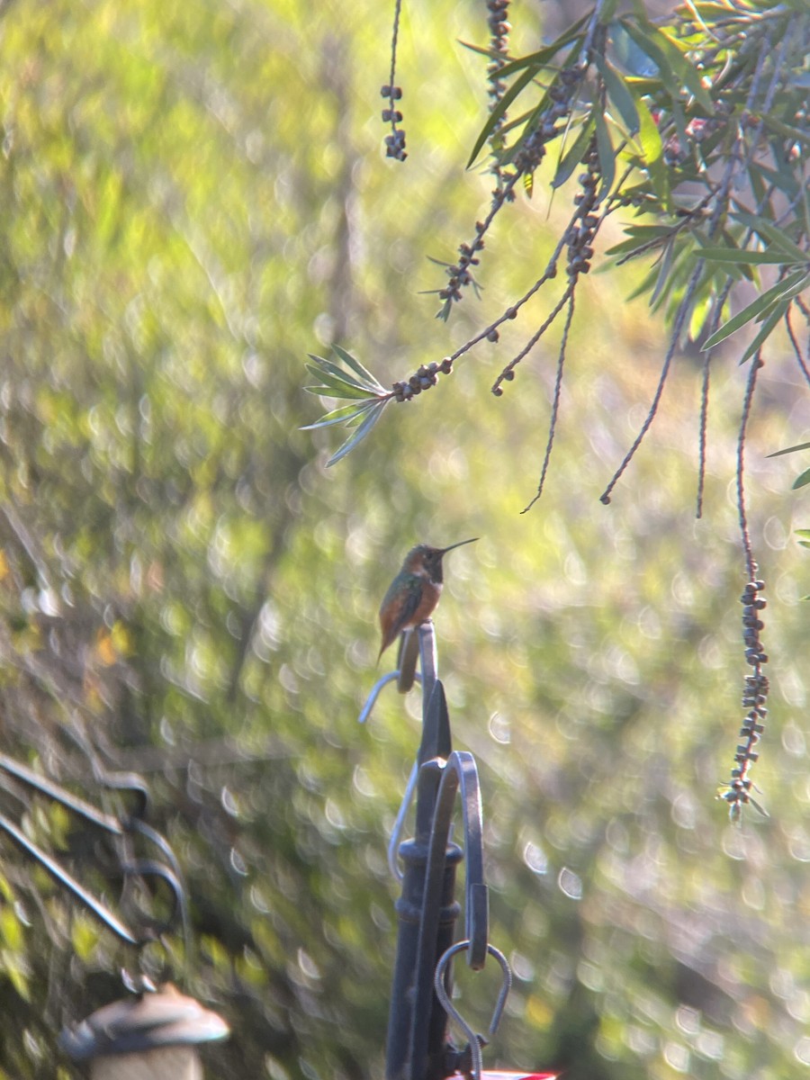 Allen's Hummingbird - ML644194866