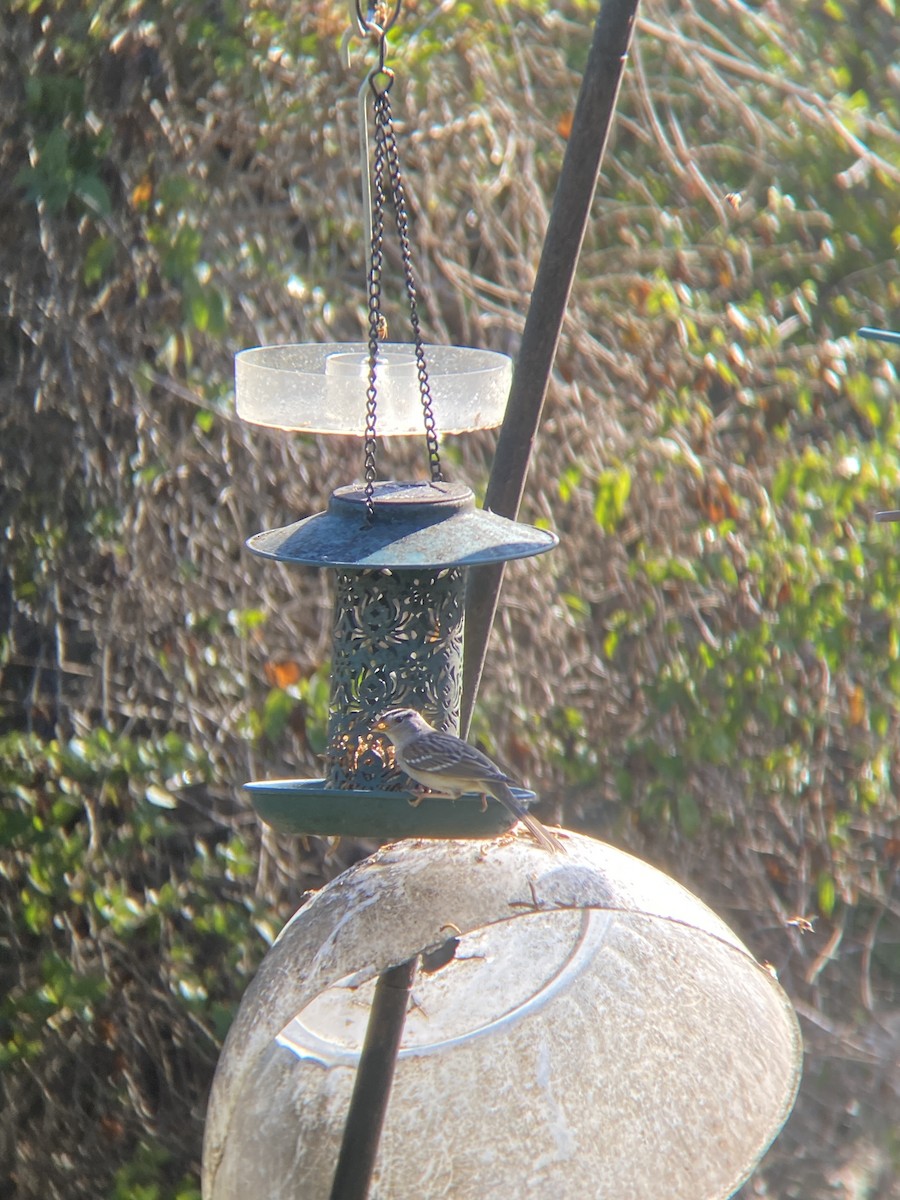 White-crowned Sparrow - ML644194873