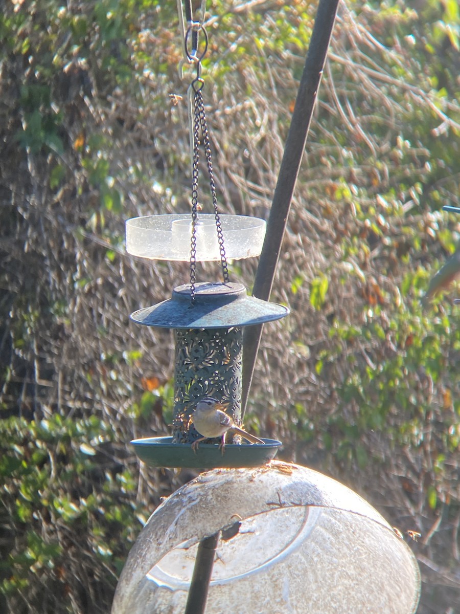 White-crowned Sparrow - ML644194874