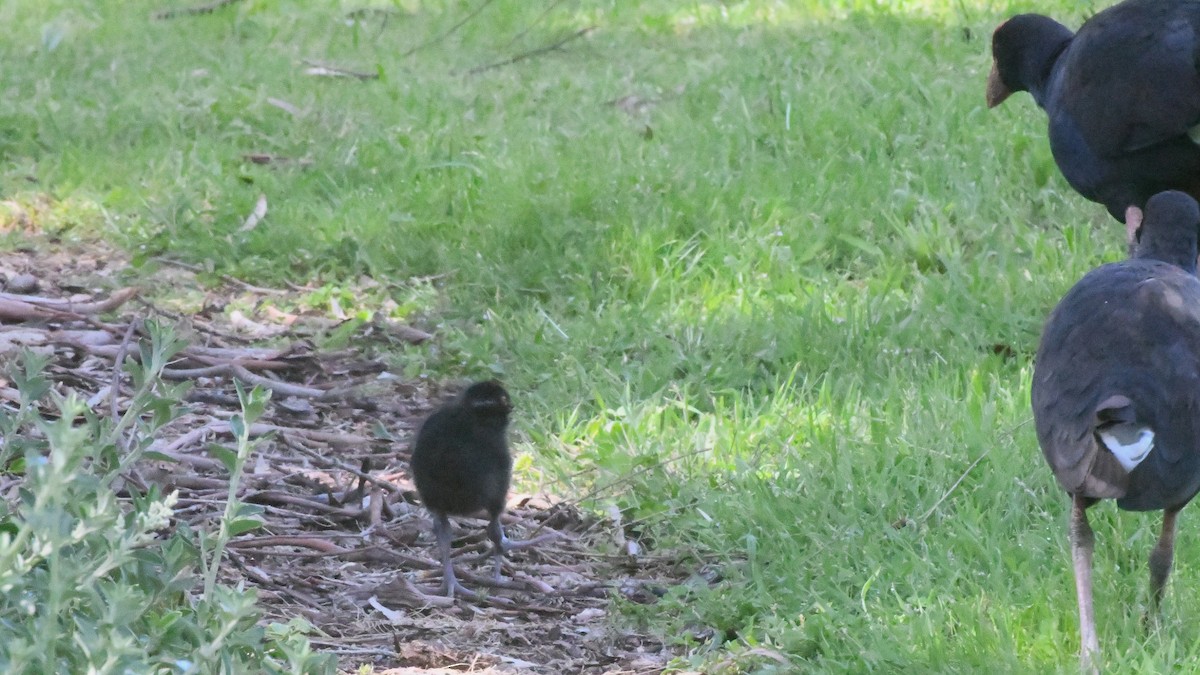 Australasian Swamphen - ML644194881
