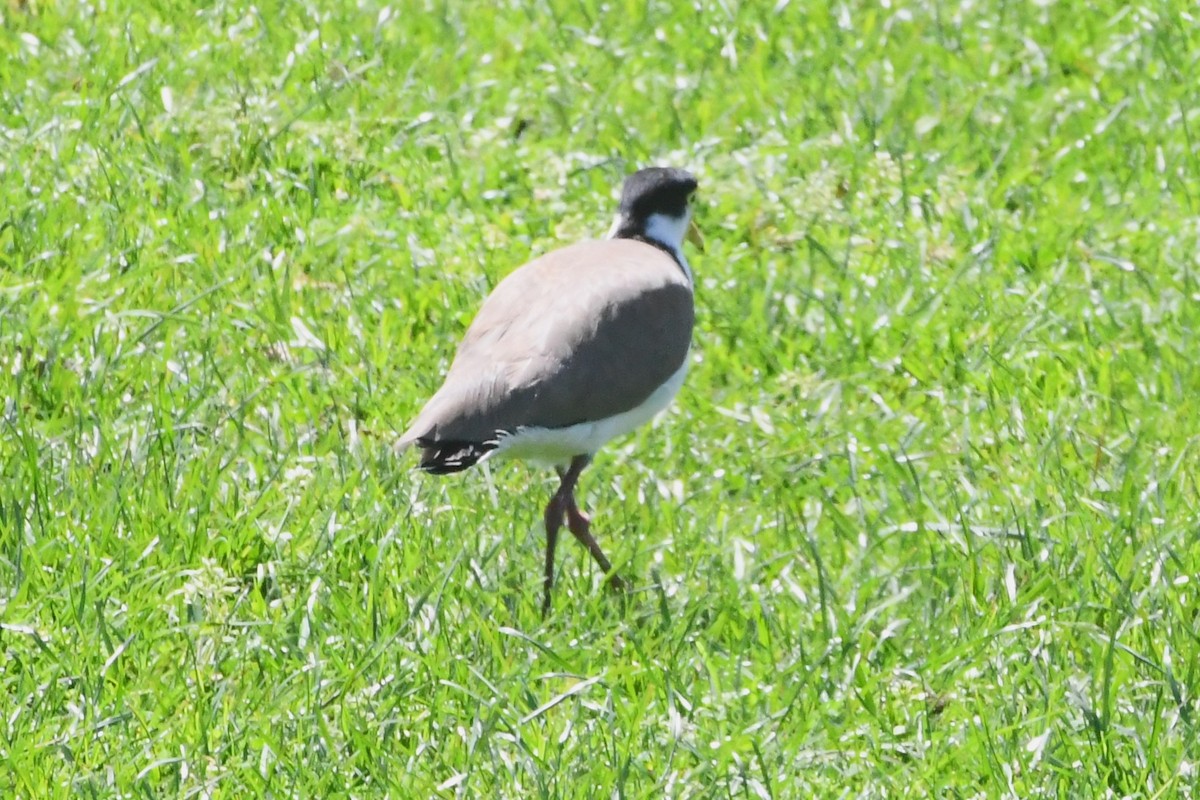 Masked Lapwing - ML644194883