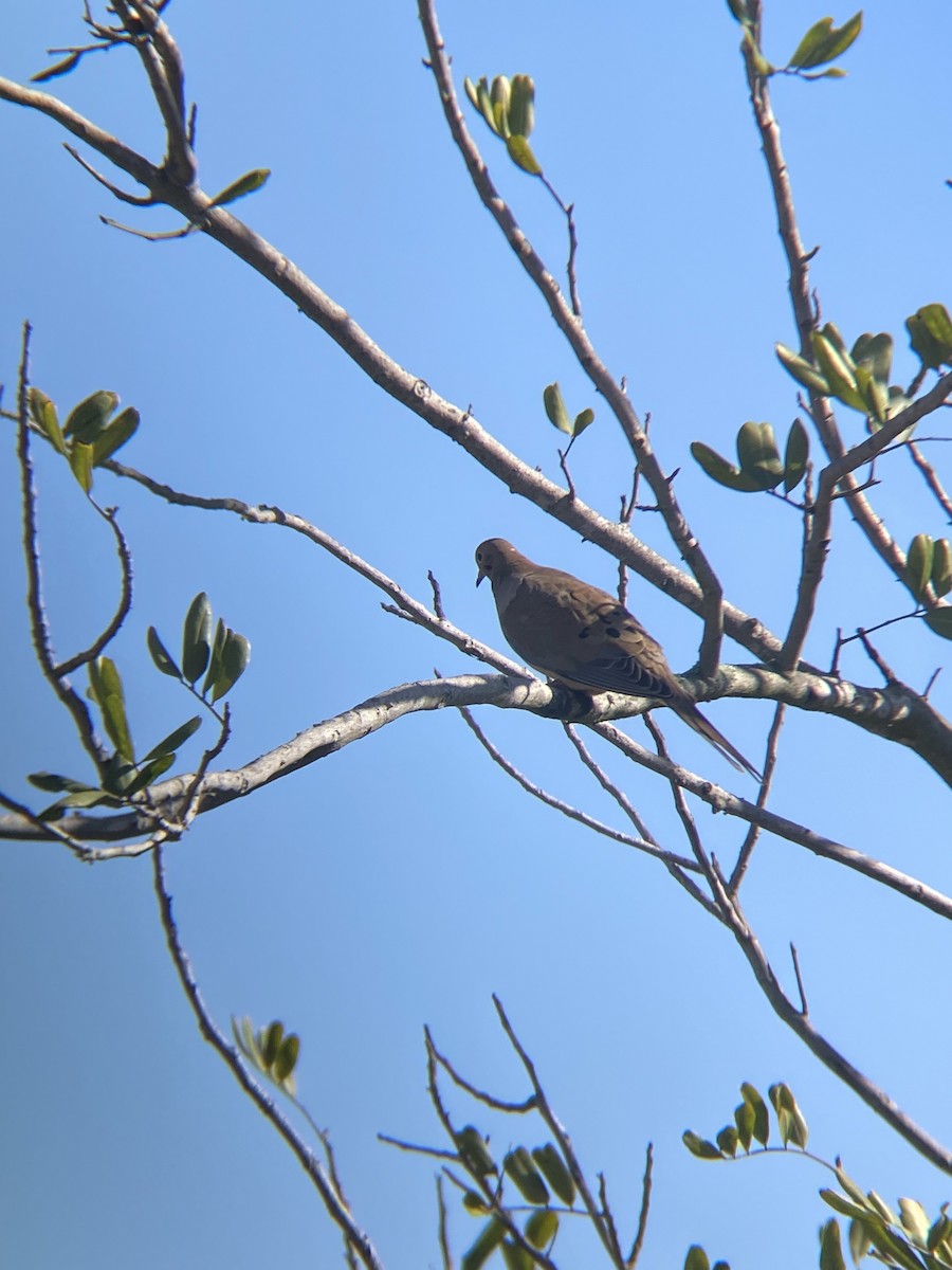 Mourning Dove - ML644194891