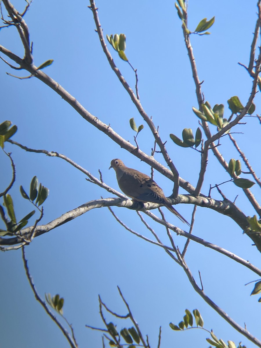 Mourning Dove - ML644194892