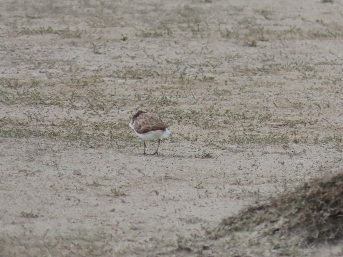 rødstrupesnipe - ML644194911
