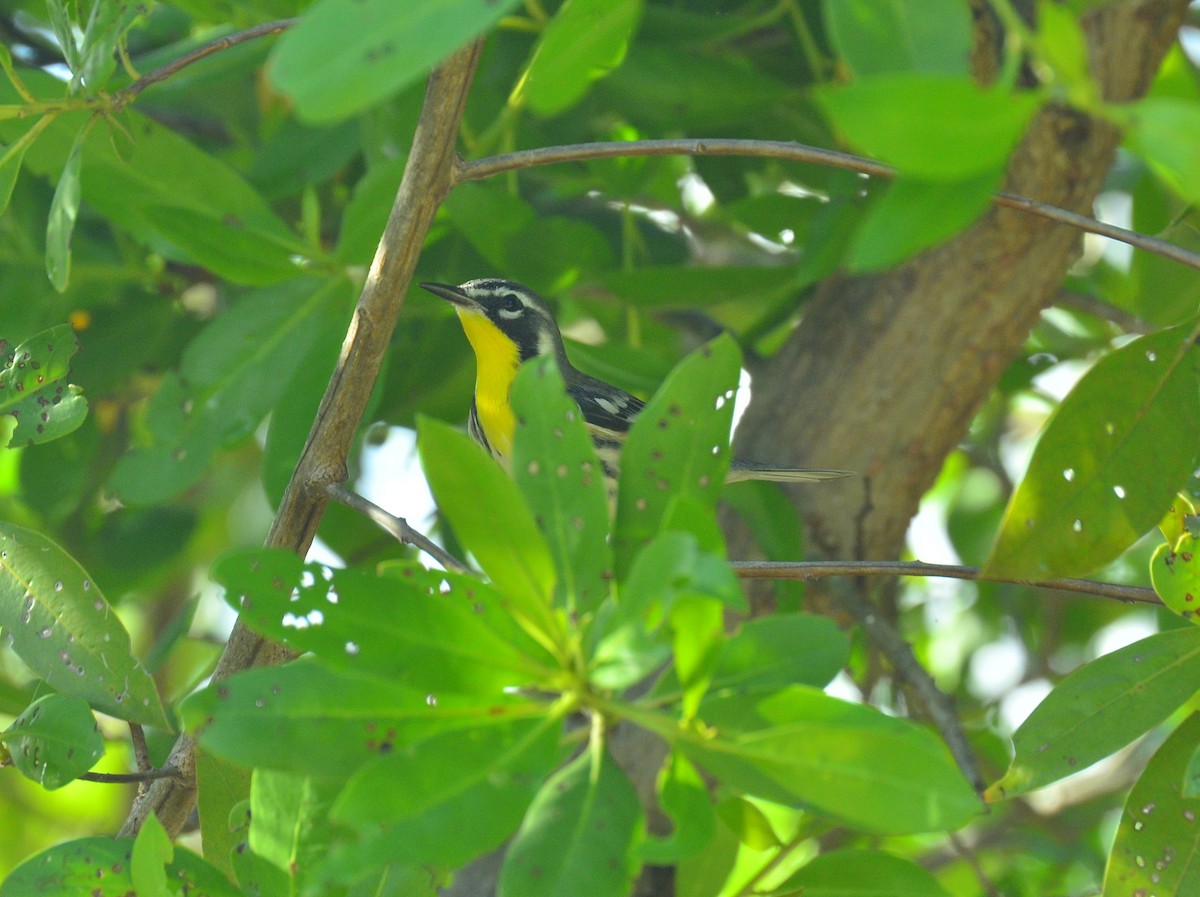 Yellow-throated Warbler - ML644194914