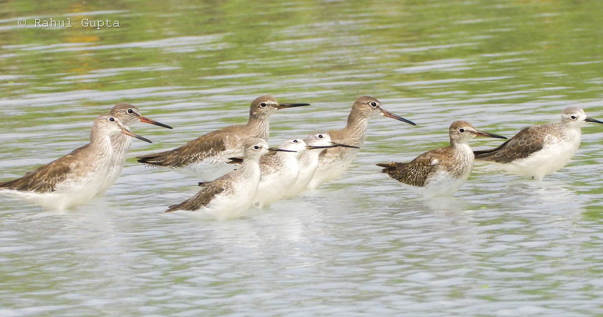 Common Redshank - ML644194929