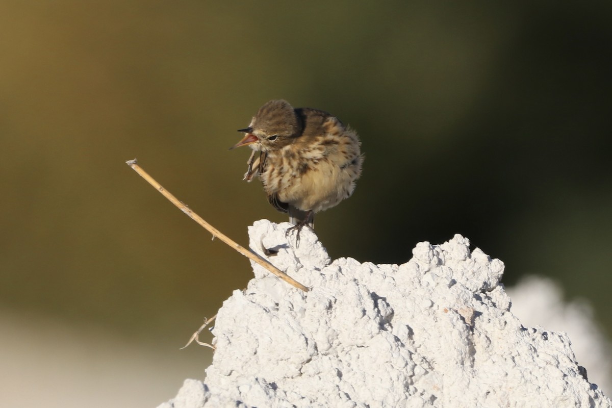 American Pipit - ML644194954