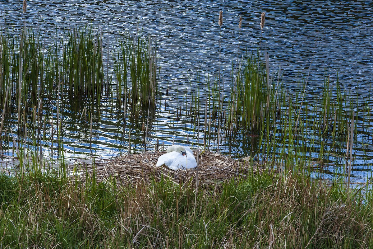 knoppsvane - ML644194967