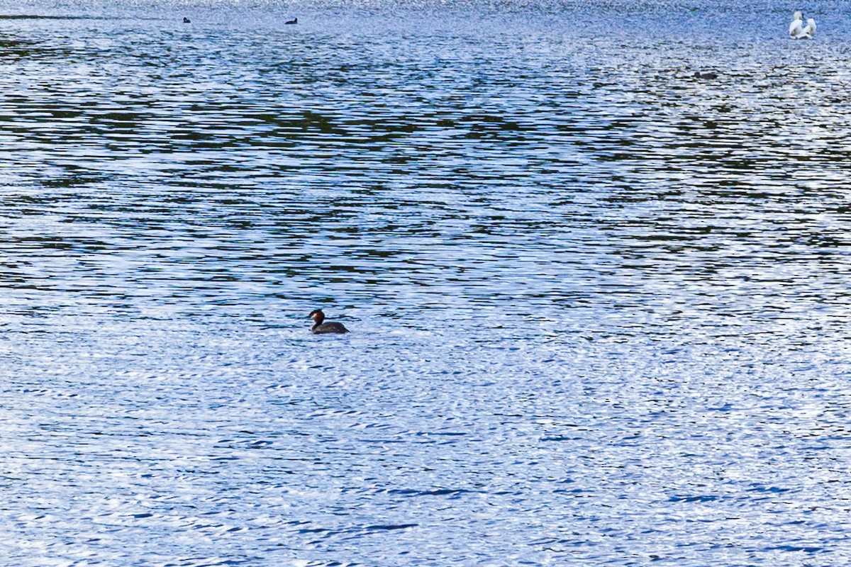 toppdykker - ML644194973