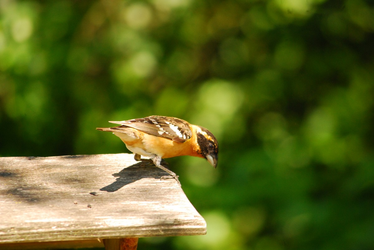 Black-headed Grosbeak - ML644194981
