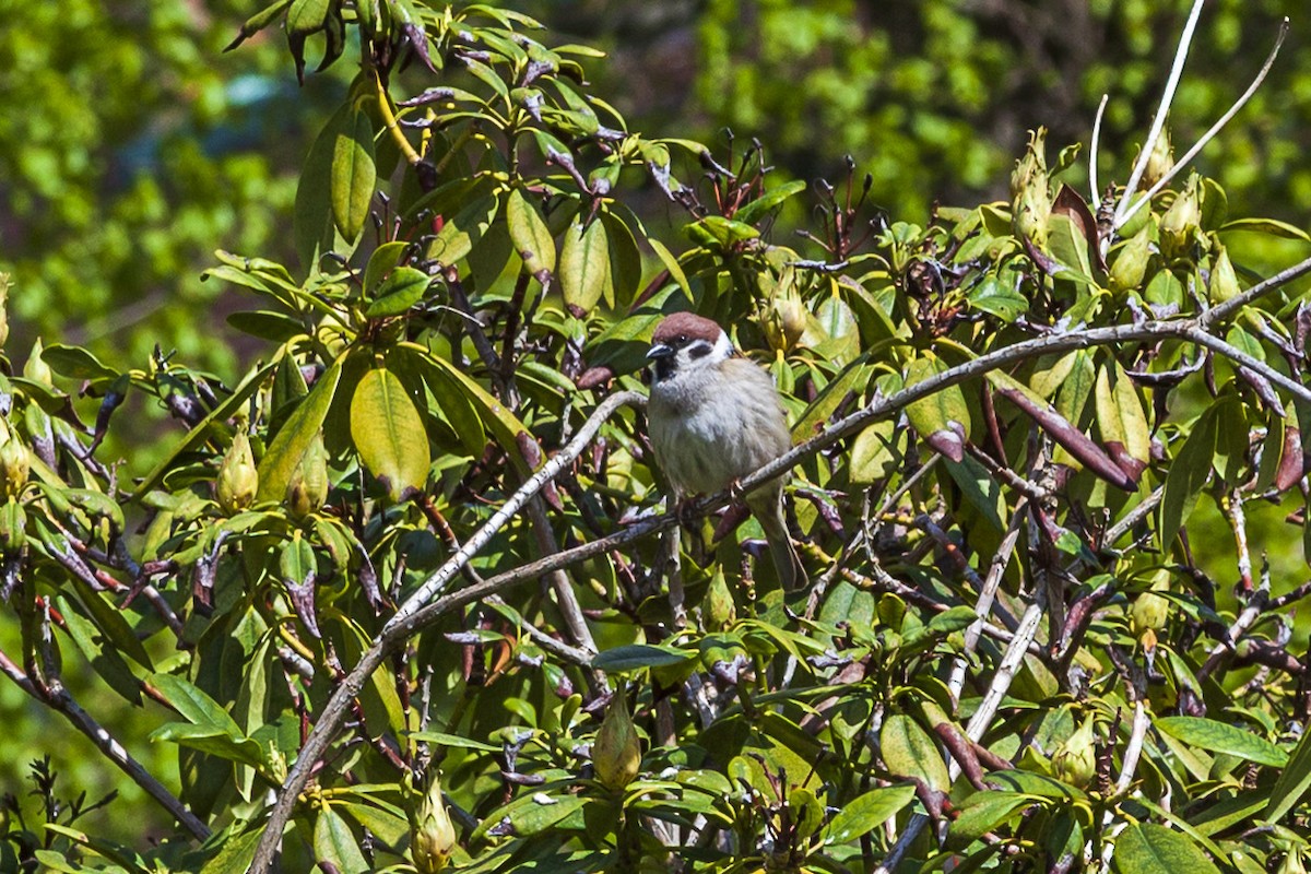 pilfink - ML644194995