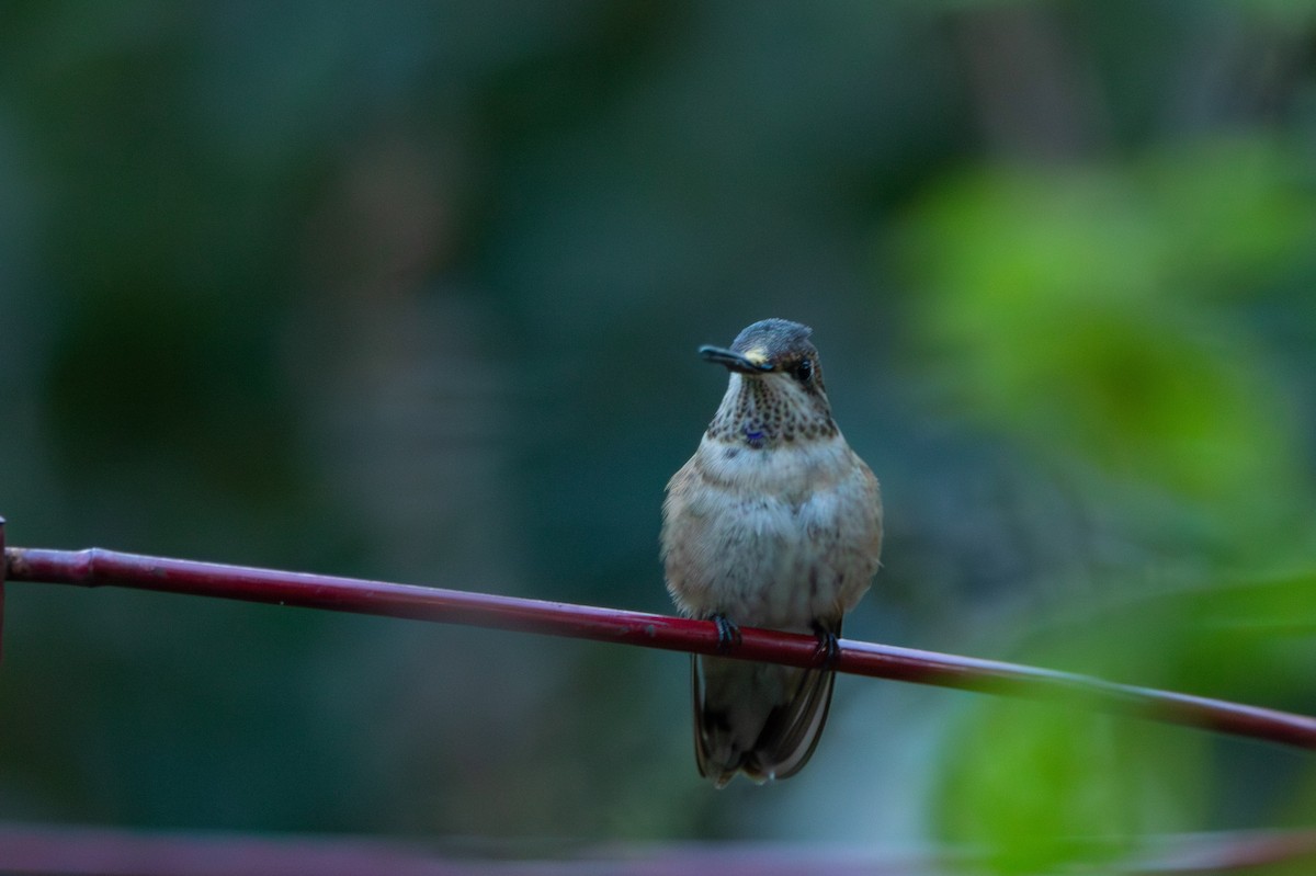 Black-chinned Hummingbird - ML644194997