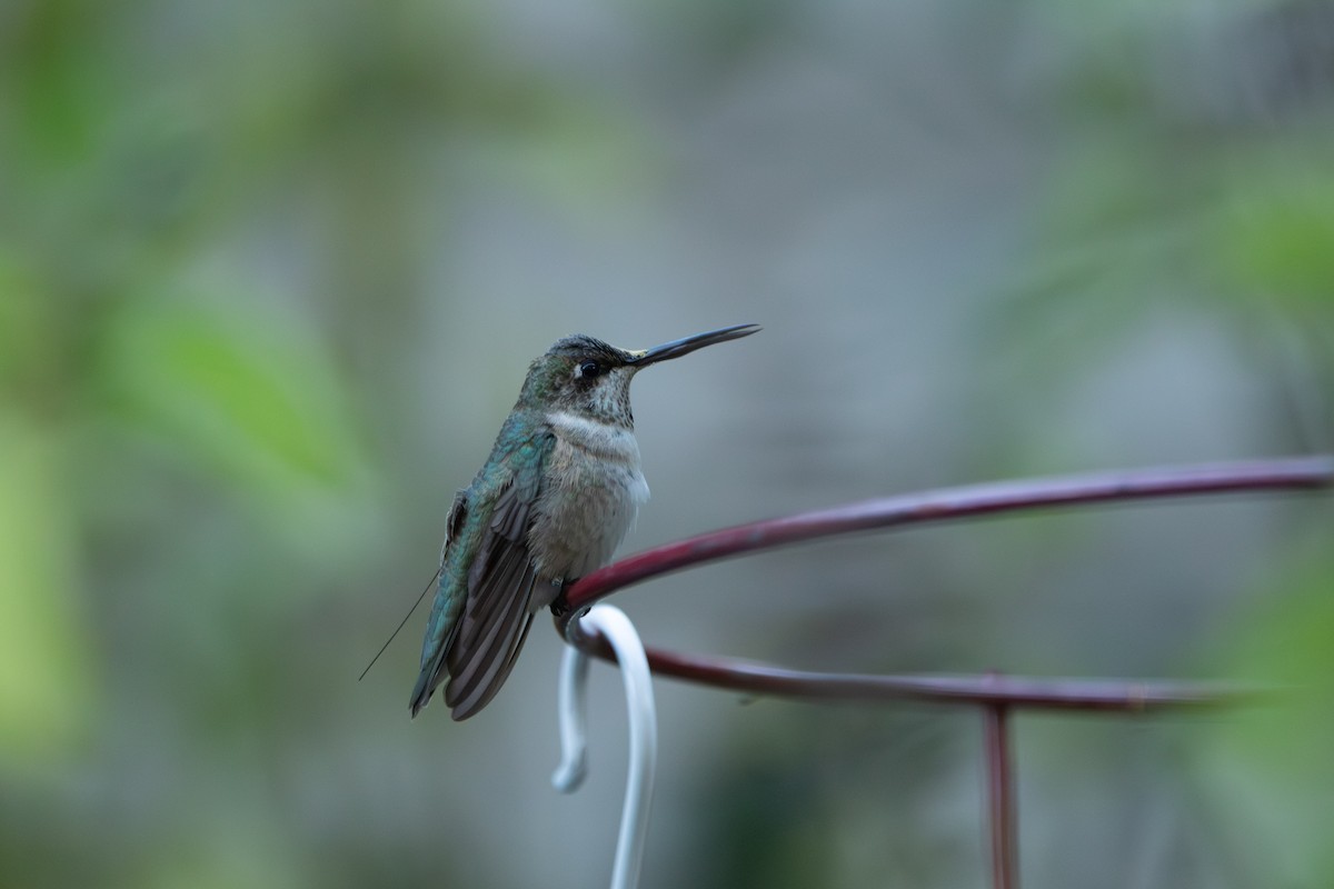 Black-chinned Hummingbird - ML644194998