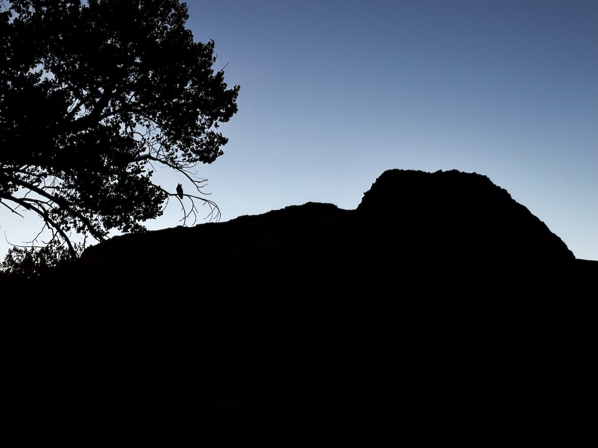 Great Horned Owl - ML644195024