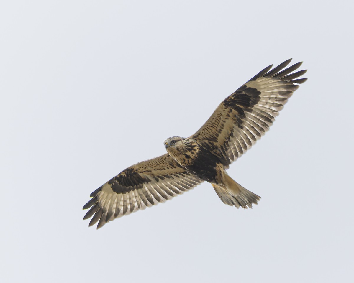 Rough-legged Hawk - ML644195025
