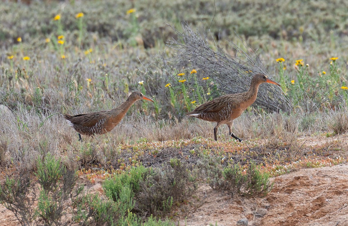 ニシオニクイナ（levipes） - ML644195045