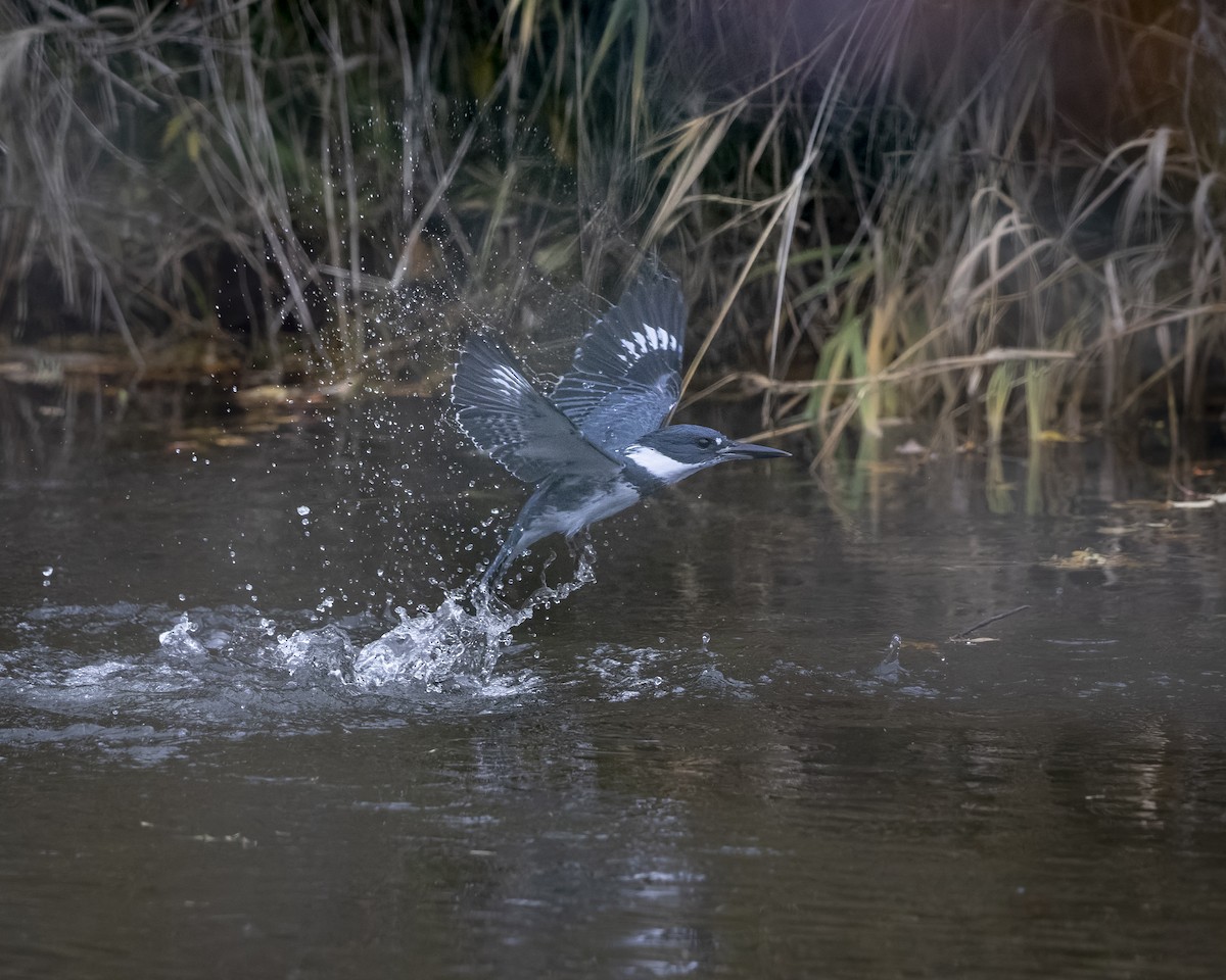 Belted Kingfisher - ML644195067