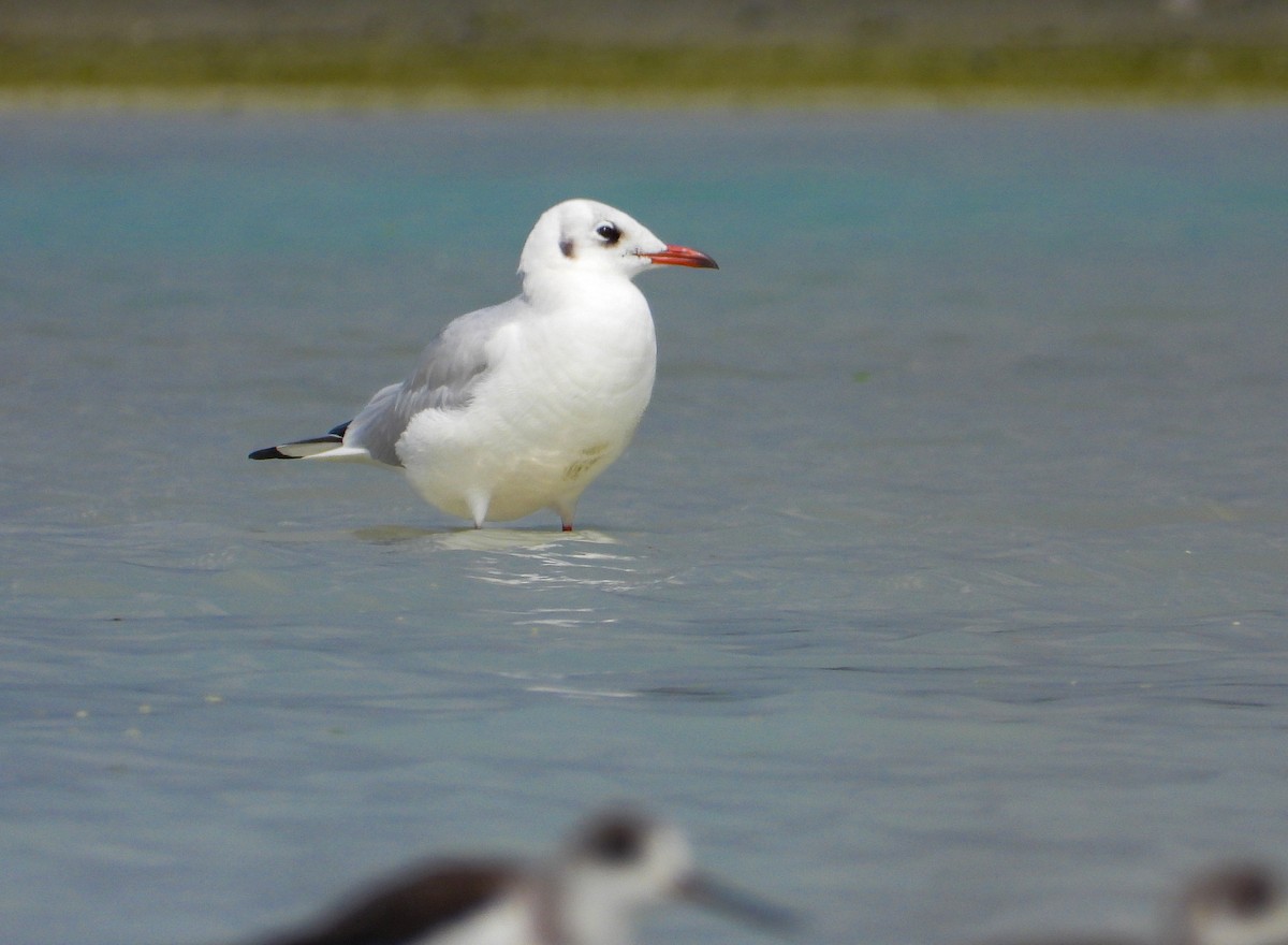 Black-headed Gull - ML644195095