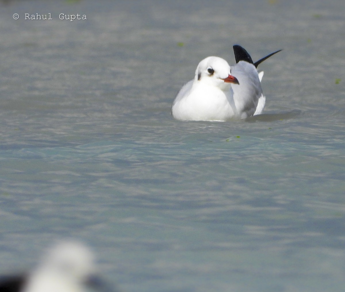Black-headed Gull - ML644195096