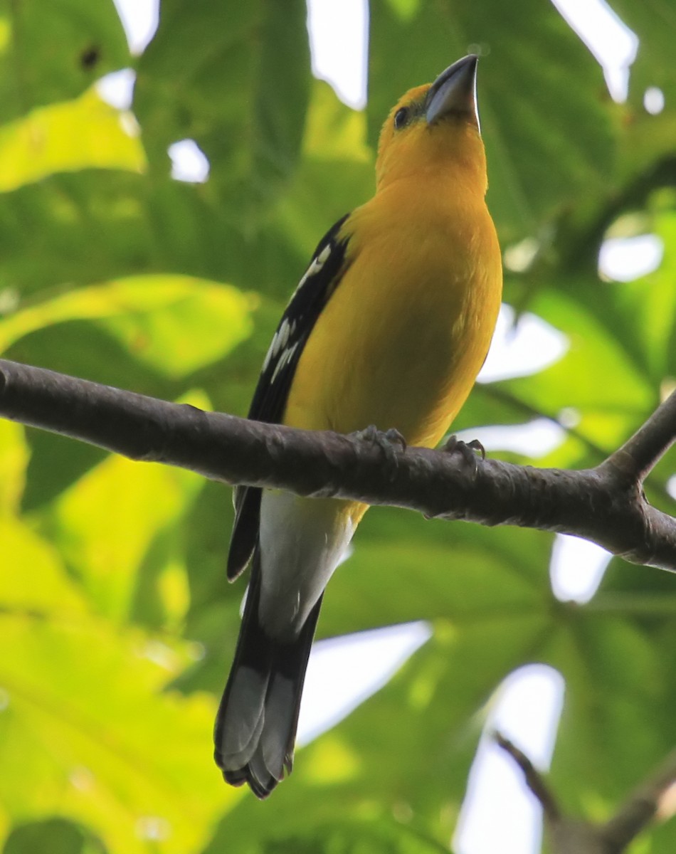 Yellow Grosbeak - ML644195100