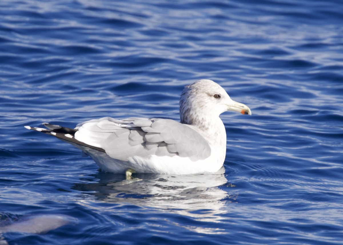 California Gull - ML644195132