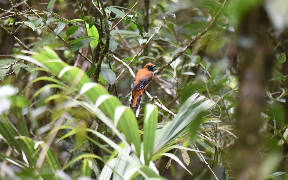 Whitehead's Trogon - ML644195133