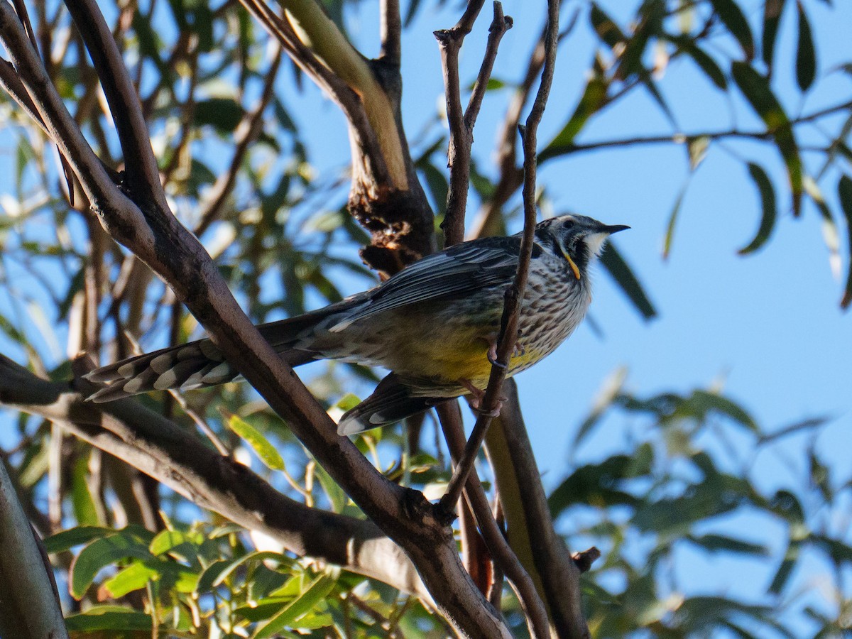 Yellow Wattlebird - ML644195158
