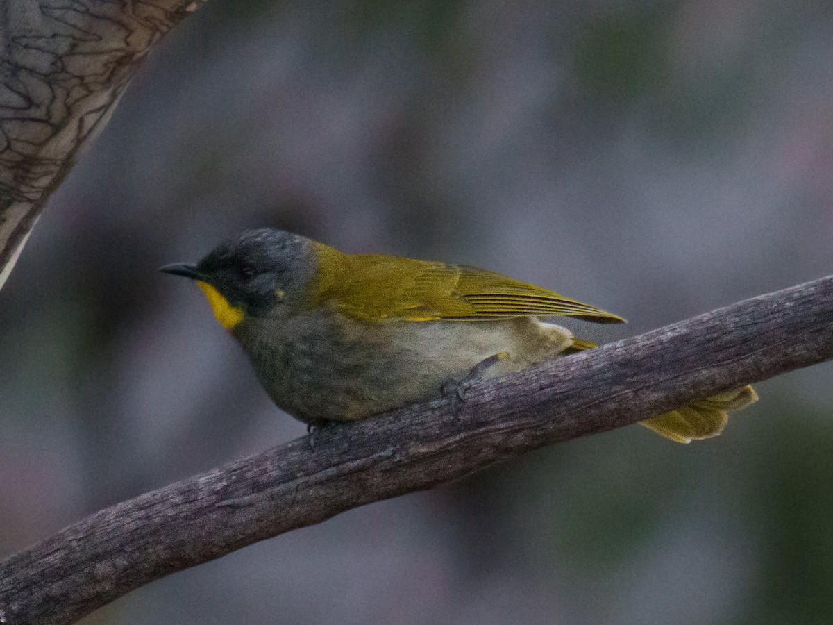 Yellow-throated Honeyeater - ML644195159
