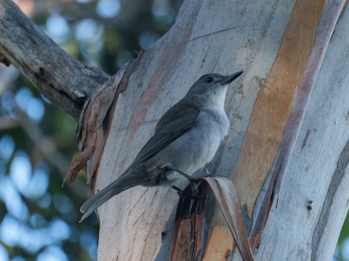 Gray Shrikethrush - ML644195161