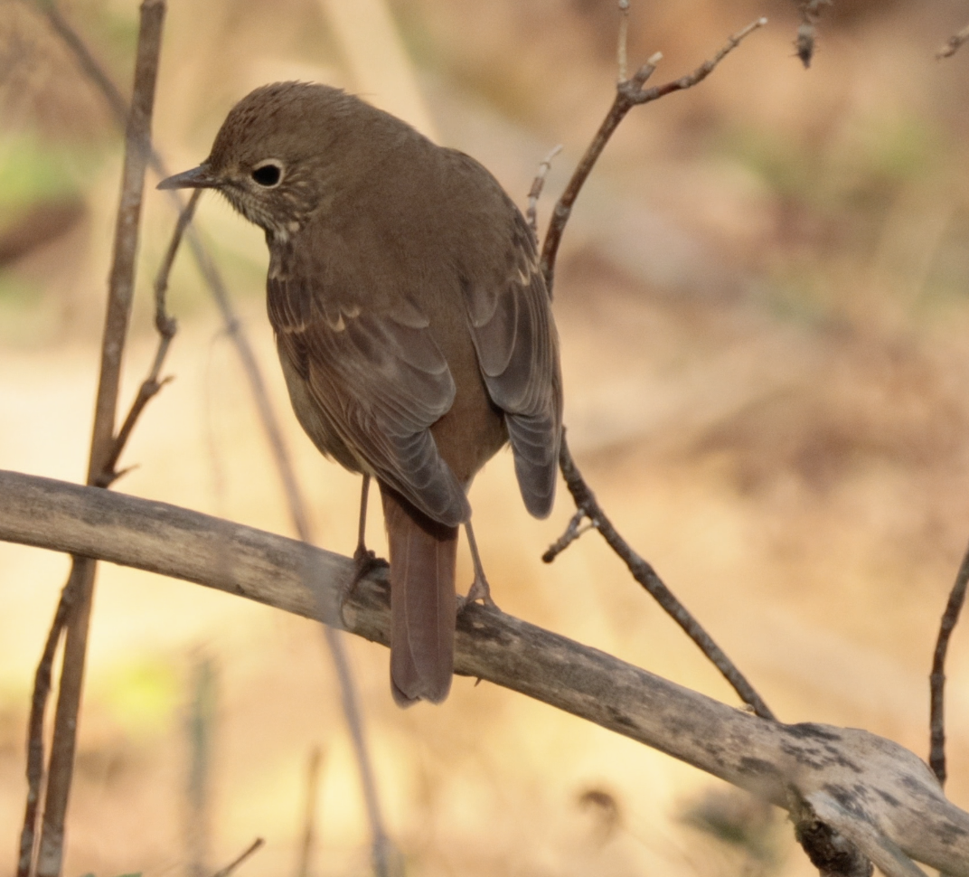 Hermit Thrush - ML644195162