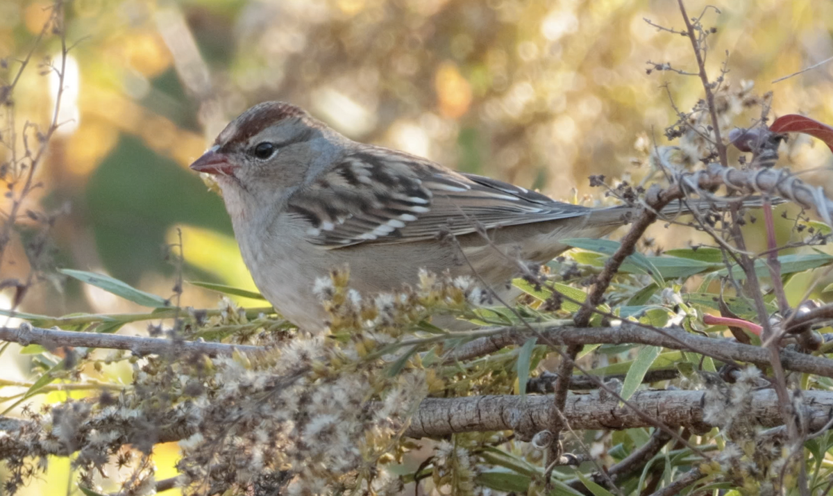 White-crowned Sparrow - ML644195176