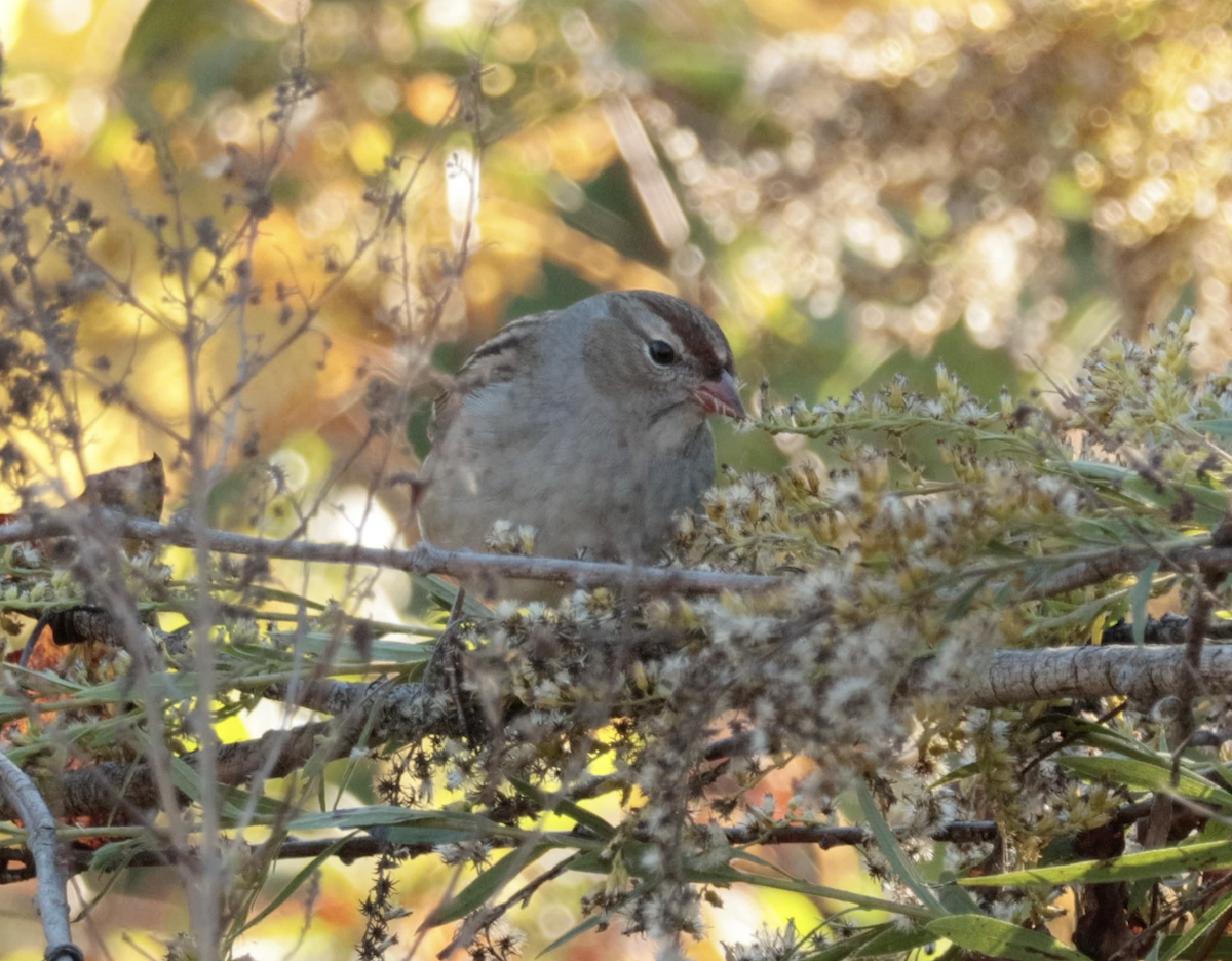 White-crowned Sparrow - ML644195177