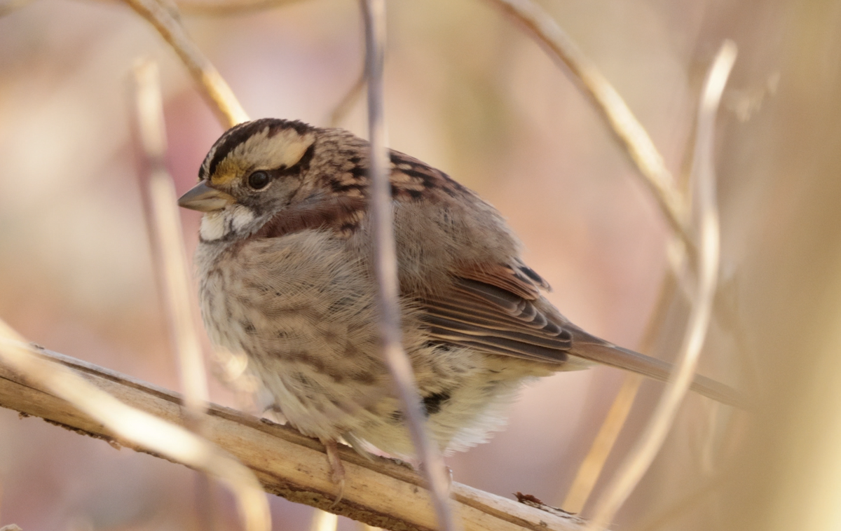 White-throated Sparrow - ML644195179
