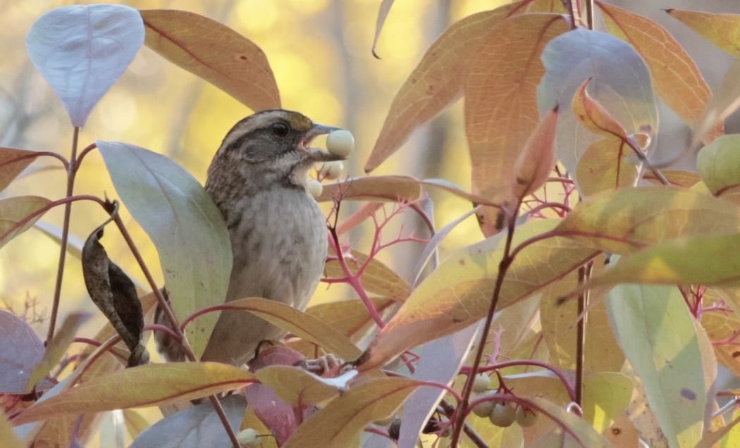 White-throated Sparrow - ML644195181
