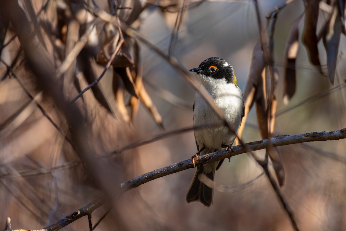 White-naped Honeyeater - ML644195205