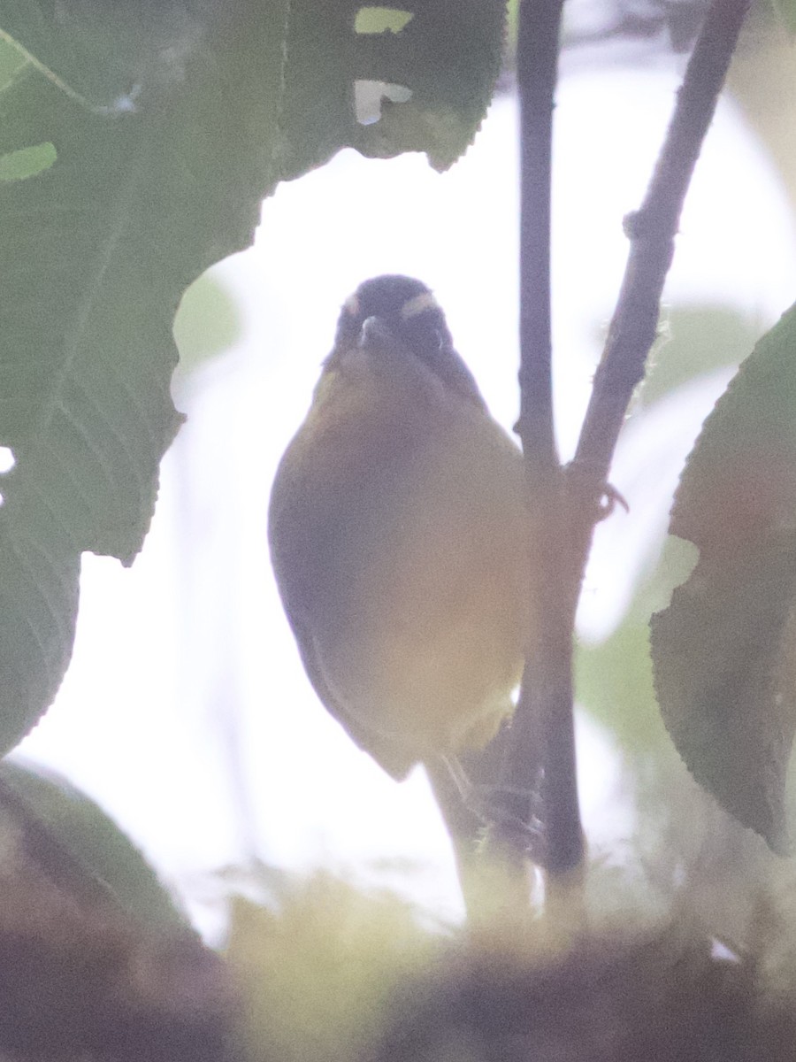 kullkronetanagar (auricularis) (svartkinntanagar) - ML644195212